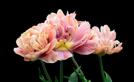 Tulip bouquet, tulips spring flowers close up, blooming pastel pink tulips isolated on black background, bunch. Beautiful Spring flowers blooming, beauty flower. Watercolor Belle Eの写真素材