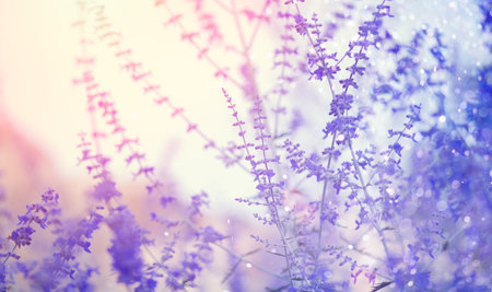 Perovskia atriplicifolia 'Blue Spire', blue Russian sage flowers close up. Lavender. Blooming Purple perovskia flowers, nature background. Summer gardenの写真素材