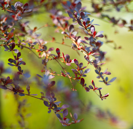 Plant Barberry Thunberg Atropurpurea bush with red leaves on branches, closeup. Beautiful bush for...