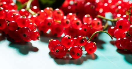 Red currant berries on blue, turquoise background, close up. Fresh and juicy organic redcurrant berry macro shot. Tasty vegan food.の写真素材