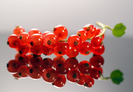 Red currant berries close up. Fresh and juicy organic redcurrant berry macro shot. Tasty vegan food, heap of berries with reflection.の写真素材