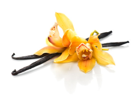 Vanilla flowers and pods close up. Vanilla beans isolated on white background, aromatic condiments, aromatherapy.の写真素材