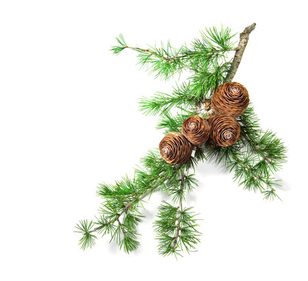 Cedar tree, Deodar branch with cones isolated on white background. Beautiful art design. Close up Evergreen coniferous tree. Top viewの写真素材