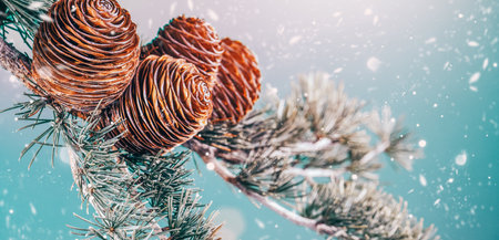 Winter Cedar tree, Deodar branch with cones on blue background with snow. Beautiful border art design. Close up Evergreen coniferous tree. Christmas tree nature backdrop, art desigの写真素材