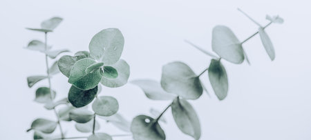 Eucalyptus plant leaves. Fresh Eucalyptus close up, on light grey background, scented, essential oil. Aromatherapyの写真素材