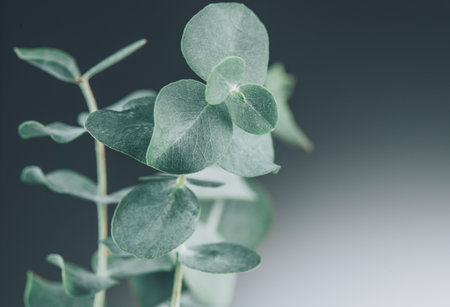 Eucalyptus plant leaves. Fresh Eucalyptus close up, on light grey background, scented, essential oil. Aromatherapy.の写真素材