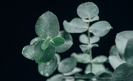 Eucalyptus plant leaves. Fresh Eucalyptus close up, on black background, scented, essential oil. Aromatherapy.の写真素材