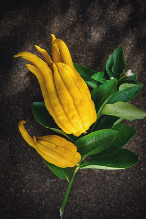 Buddha hand citrus fruit. Yellow Organic fingered citron, Buddha's Hand Citrus Fruit with Fingers, flowers and leaves of plant, vertical image. Aromatherapy conceptの写真素材