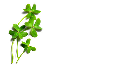 St. Patrick's Day shamrock leaves isolated on white background. Patrick Day pub party celebrating...