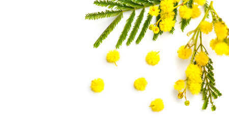 Mimosa spring flowers branch border design isolated on white background, top view. Bouquet of beautiful yellow fresh mimosa. Easter, Mother's Day holiday greeting card. Flat layの写真素材