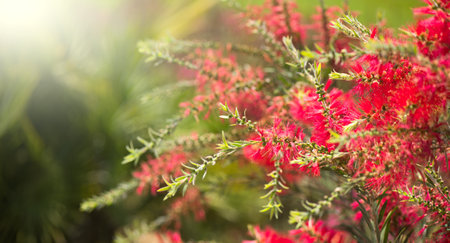 Callistemon citrinus red bottlebrush flower blooming in exotic garden, close up. Gardening, landscape design. Exotic bush growing over green grass background. Landscaping, flowerの写真素材