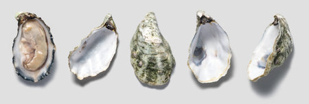 Oysters shell set close up design, open french oyster Fine de Claire collection, over grey...