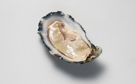 One oyster on grey background, macro shot of open fresh french Fine de Claire oyster. Gourmet food. Seafood. Macro shotの写真素材