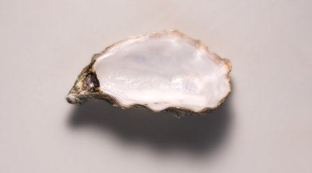 One open oyster shell on grey background, Nacre. Macro shot of empty french Fine de Claire oyster, close up. Gourmet food. Top view. Seafood. Macro shot, flat layの写真素材