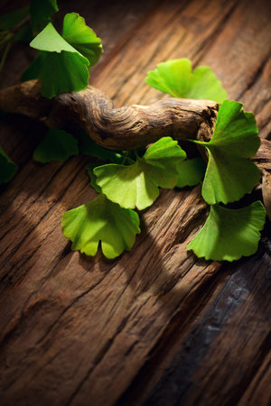 Gingko Biloba tree leaf on wooden background. Gikgko fresh leaves, Herbal medicine. Herbs. Alternative medicine concept, art design. Vertical nature background.の写真素材