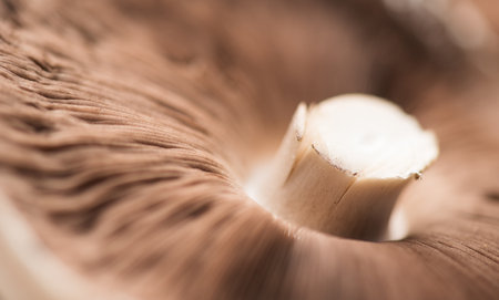 Mushroom Champignon detail, close up background. Autumn Mushrooms macro shot. Brown Champignons, closeup. Cooking delicious organic mushroom.の写真素材