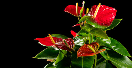 Anthurium House plant Anturium in flowerpot isolated on black background, Red Anthurium heart shaped...