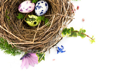 Easter eggs and spring flowers in nest  isolated on white background. Beautiful quail eggs in a real birds nest decorated with flowers. Spring Holidays border art design, top view,の写真素材