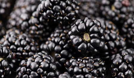 Blackberry closeup, blackberries background. Fresh Ripe organic black berries backdrop, close-up....