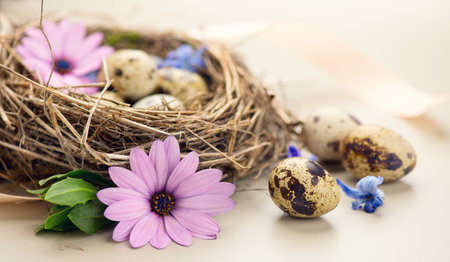 Easter eggs and spring flowers in nest  on beige background. Beautiful quail eggs in a real birds nest decorated with flowers. Spring Holidays border art designの写真素材