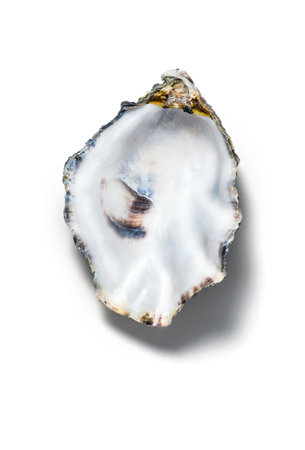 One open oyster shell isolated on white background, Nacre. Macro shot of empty french Fine de Claire oyster, close up. Gourmet food. Top view. Seafood. Macro shot, flat layの写真素材