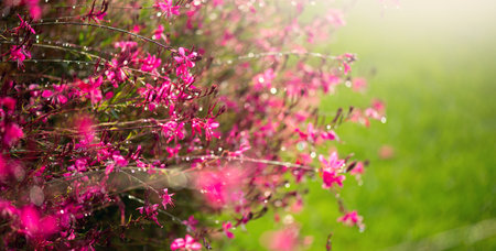Gaura pink flowers blooming, garden design, spring gaur lindheimeri or whirling butterflies in...