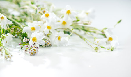 Beautiful white tiny wild flowers bunch over white background, soft pastel colours, beauty invitation card design, wedding, birthday border art. Macro shot, nature, wild flowers. Bの写真素材
