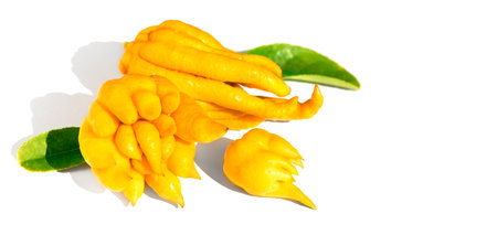 Buddha hand citrus fruit isolated on white background. Yellow Organic fingered citron, Buddha's hand citrus fruits with fingers and leaves of plant. Aromatherapy concept, macro shoの写真素材