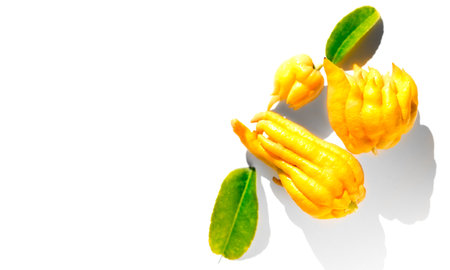 Buddha hand citrus fruit isolated on white background. Yellow Organic fingered citron, Buddha's hand citrus fruits with fingers and leaves of plant. Aromatherapy concept, macro shoの写真素材