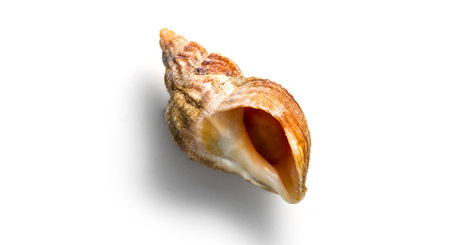 Sea snail, one shell of raw whelk, sea snails bulot. Bulots isolated on white background, macro shot. Delicatessen, seafood. Buccinum undatumの写真素材