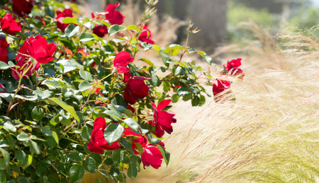 Red roses blooming in a garden, close up. Gardening, landscape design. Rose flowers macro shot background. Summer Park, flower bed.の写真素材