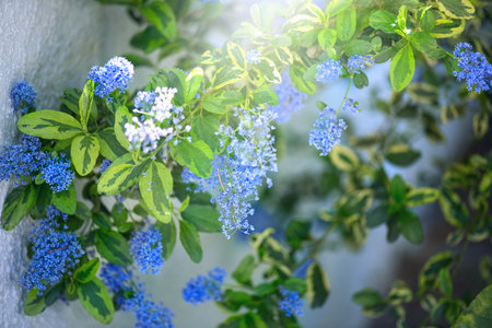 Ceanothus Shrub blooming in summer garden, close up. California lilac flowers. Ceanothus in garden design, blue flowers, sunny day, macro shot of beautiful nature.の写真素材
