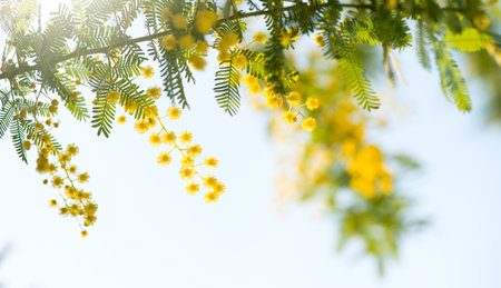 Mimosa Spring Flowers Easter background. Holiday backdrop, border art design. Blooming mimosa tree over sunny sky, bright sun flare. Mother's Day. Garden. Spring holiday blossom. Aの写真素材