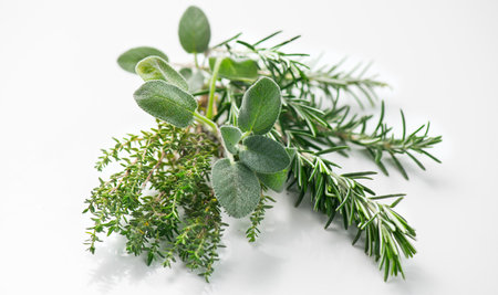 Aromatic herbs isolated on white background. Thyme, rosemary, sage salvia fresh green leaves for cooking. Aromatherapy oils ingredients. Close up.の写真素材