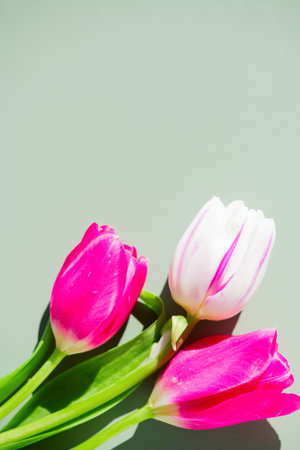 Tulips, tulip flowers bunch. Blooming pink with white tulips flower on green background. Beautiful spring bouquet of tulips. Easter spring Holidays gift, birthday. Beauty flowers.の写真素材