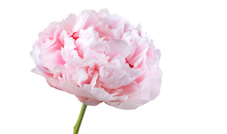 Peony flower isolated on white background, elegant design. Beautiful blooming one pink peony flower head, bud, close up, macro shot, cut outの写真素材