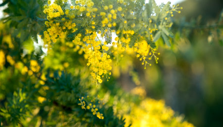 Mimosa Spring Flowers Easter background. Holiday backdrop, border art design. Blooming mimosa tree over sunny sky, bright sun flare. Mother's Day. Garden, gardening. Spring holidayの写真素材