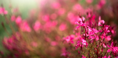 Gaura pink flowers blooming, garden design, spring gaur lindheimeri or whirling butterflies in Mediterranean garden, sun, dreamy inflorescence in a romantic country cottage garden,の写真素材