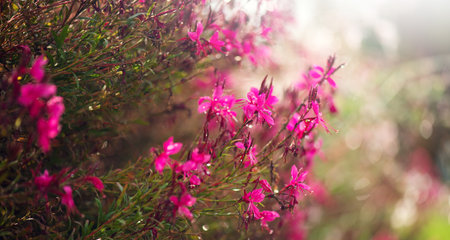 Gaura pink flowers blooming, garden design, spring gaur lindheimeri or whirling butterflies in Mediterranean garden, sun, dreamy inflorescence in a romantic country cottage garden,の写真素材