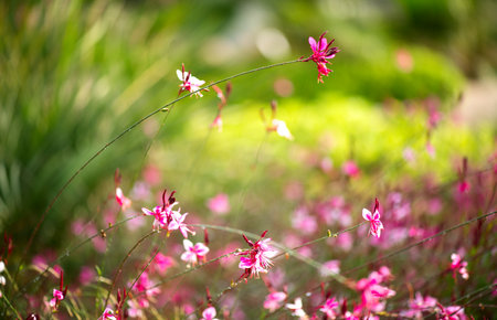 Gaura pink flowers blooming, garden design, spring gaur lindheimeri or whirling butterflies in Mediterranean garden, sun, dreamy inflorescence in a garden, closeupの写真素材