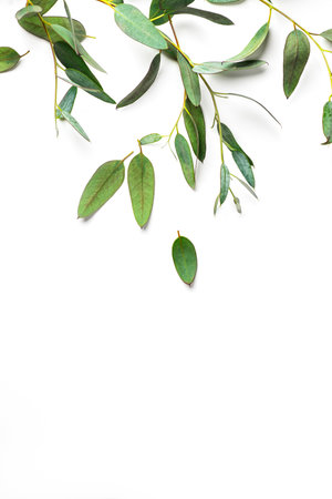 Eucalyptus plant leaves. Fresh Eucalyptus close up, isolated on white background, top view. Essential oil, aromatherapy. Medical plant. Vertical image, flat lay, border designの写真素材