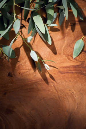 Eucalyptus plant leaves. Fresh Eucalyptus close up, on wooden background, top view. Essential oil, aromatherapy. Medical plant. Vertical image, flat lay, border designの写真素材