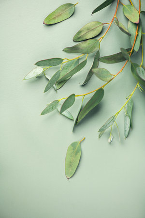 Eucalyptus plant leaves. Fresh Eucalyptus close up, on green background, top view. Essential oil, aromatherapy. Medical plant.の写真素材