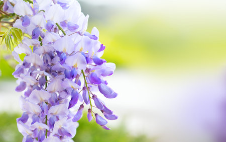 Wisteria Spring flowers blooming in a garden. Beautiful flowering trellis blossom in Chinese or Japanese park. Delicate wisteria sinensis blossoming, close up of purple, violet aroの写真素材