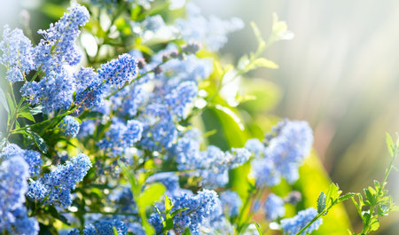 Ceanothus Shrub blooming in summer garden, close up. California lilac flowers. Ceanothus in garden design, blue flowers, sunny day, macro shot of beautiful nature. Border designの写真素材