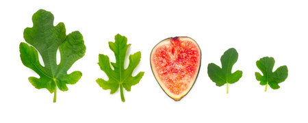 Fig leaf and ripe fruit. Various green fig leaves, set, isolated on white background. Fig fruits Flat lay, top viewの写真素材