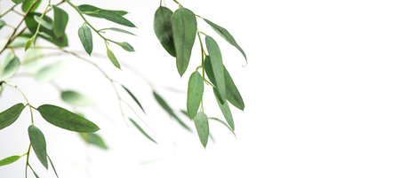 Eucalyptus plant leaves. Fresh Eucalyptus close up, isolated on white background, top view. Essential oil, aromatherapy. Medical plant. flat lay, border design.の写真素材