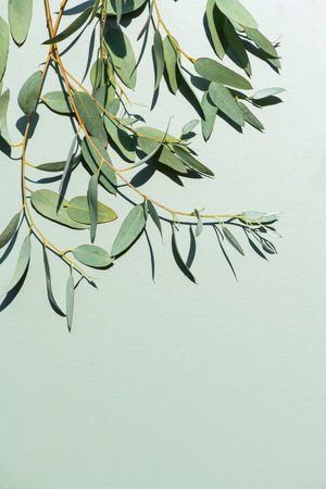 Eucalyptus plant leaves. Fresh Eucalyptus close up, on green background, top view. Essential oil, aromatherapy. Medical plant.の写真素材