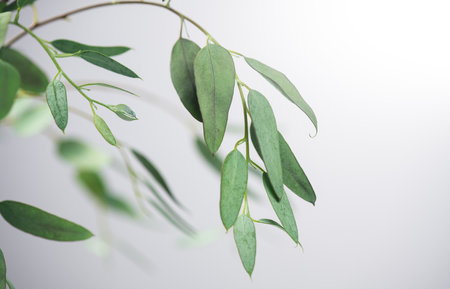 Eucalyptus plant leaves. Fresh Eucalyptus close up, over grey background. Essential oil, aromatherapy. flat lay, border design.の写真素材