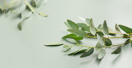 Eucalyptus plant leaves. Fresh Eucalyptus close up, on green background. Essential oil, aromatherapy. Medical plant, border art design of fresh leaves.の写真素材
